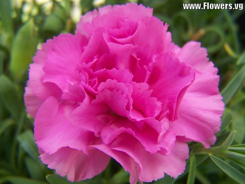 Pink Carnation Flower — Calm, Summer