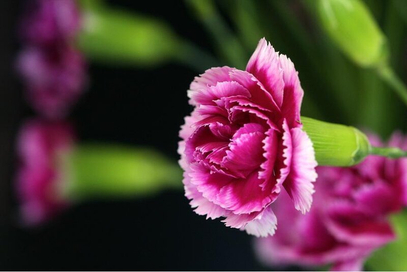 Pink Carnation Flower — Calm
