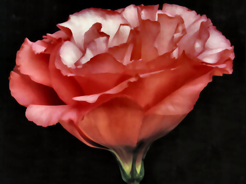 Pink Carnation Flower — Dramatic, Digital Art