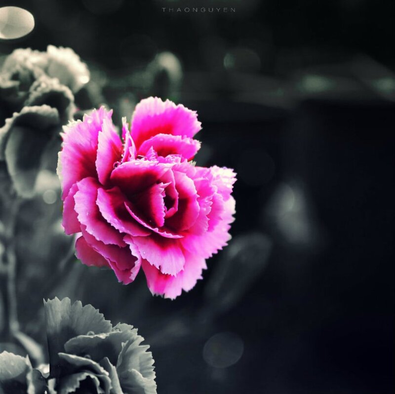 Pink Carnation Flower — Dramatic, Photograph
