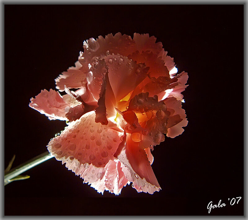 Pink Carnation Flower — Dramatic