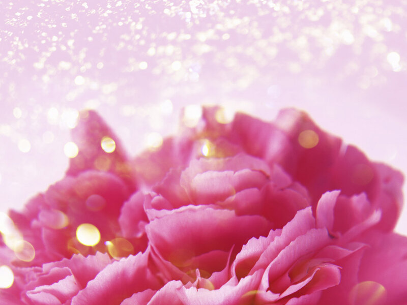 Pink Carnation Flower — Dreamy
