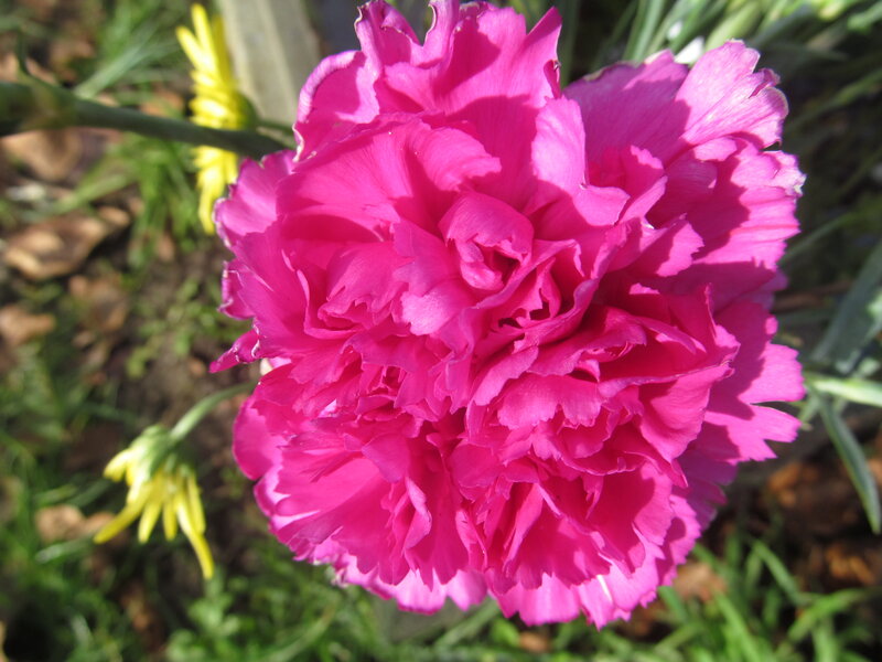 Pink Carnation Flower — Magenta, Calm