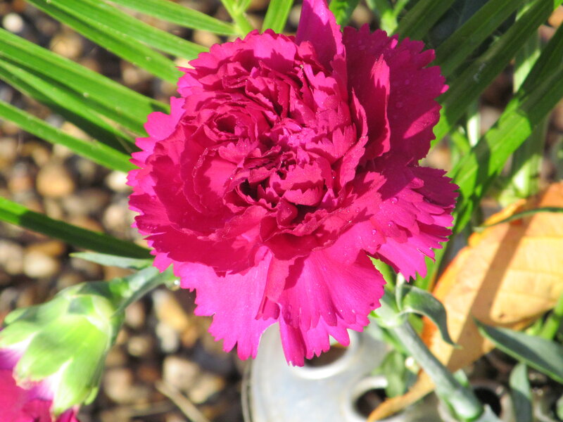Pink Carnation Flower — Magenta