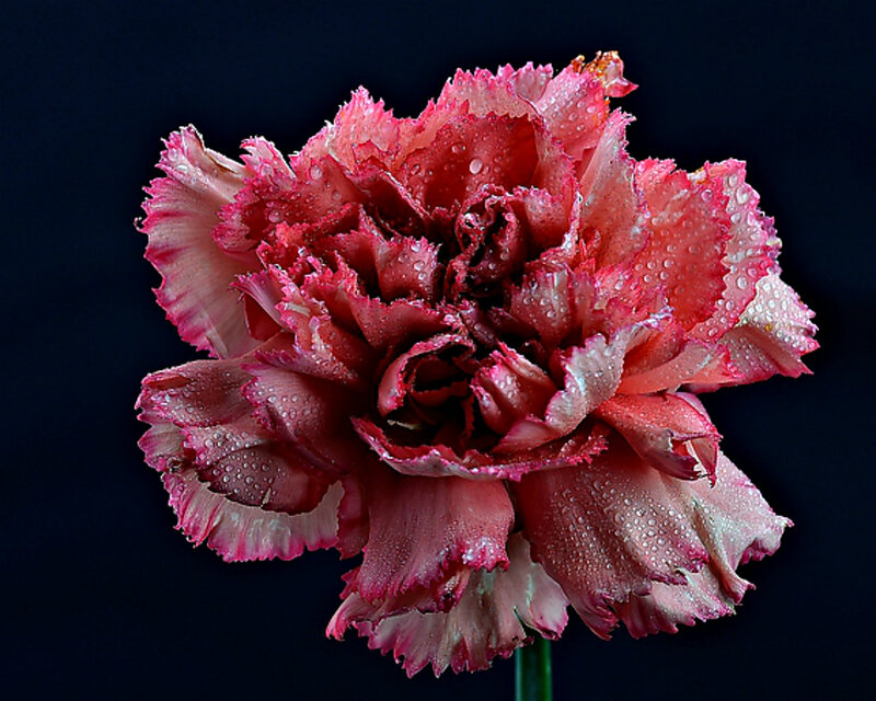 Pink Carnation Flower — Red, Dramatic