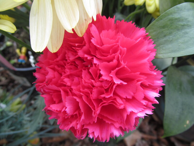 Pink Carnation Flower — Red