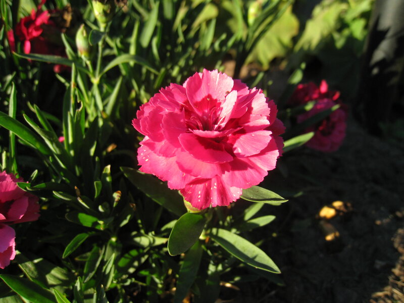 Pink Carnation Flower — Serene, Afternoon, Photograph