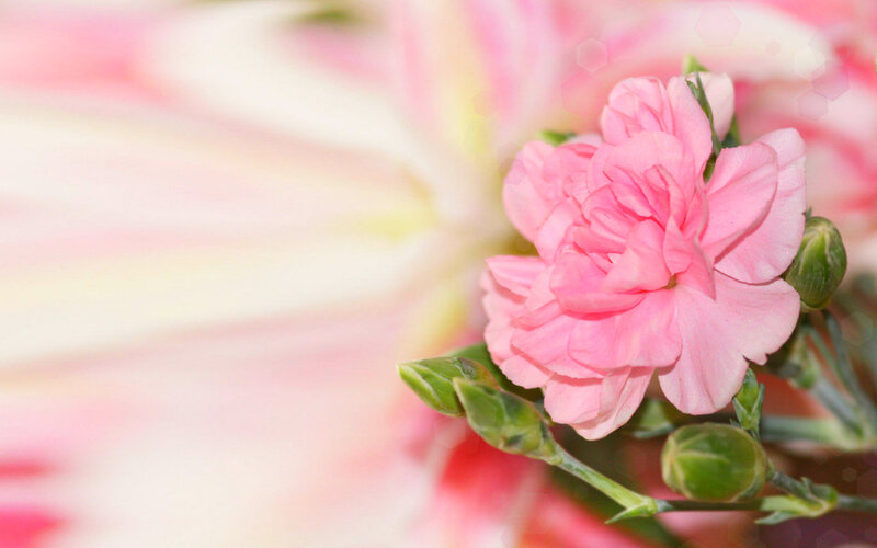 Pink Carnation Flower — Serene, Photograph, Buds, Stem