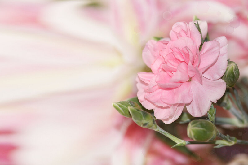 Pink Carnation Flower — Serene, Photograph, Buds