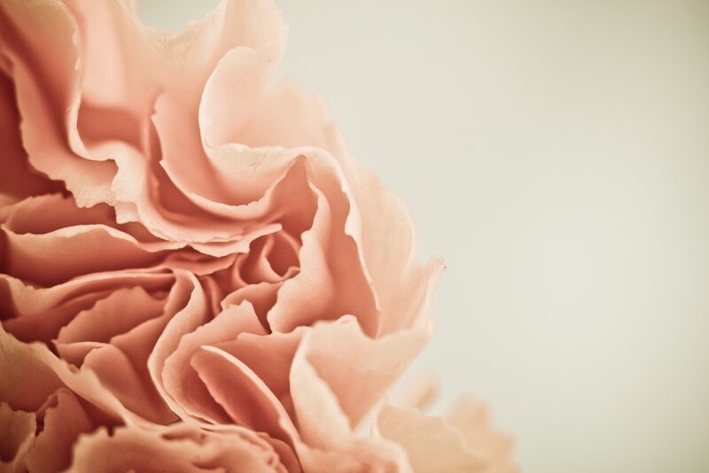 Pink Carnation Flower — Serene, Photograph, Petals, Background