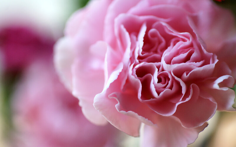 Pink Carnation Flower — Serene, Photograph, Petals