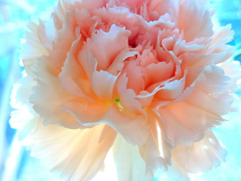 Pink Carnation Flower — Serene, Photograph