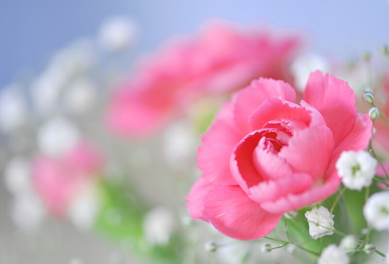 Pink Carnation Flower — Serene, Spring