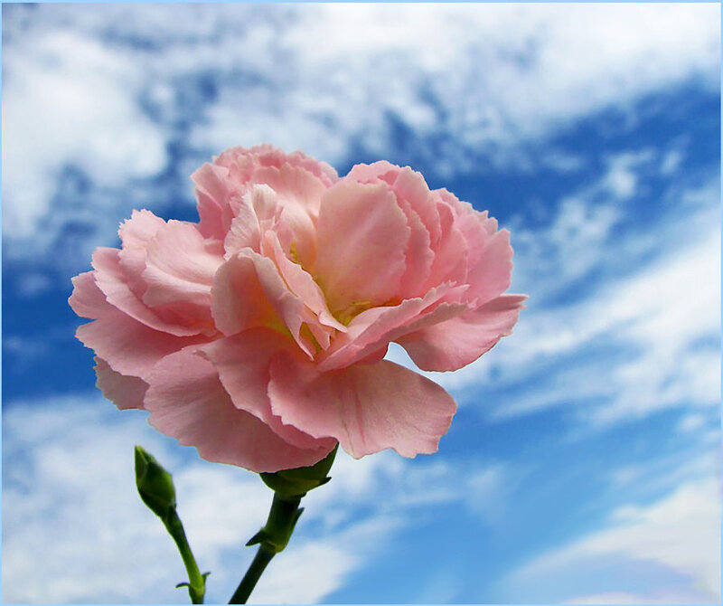 Pink Carnation Flower — Serene