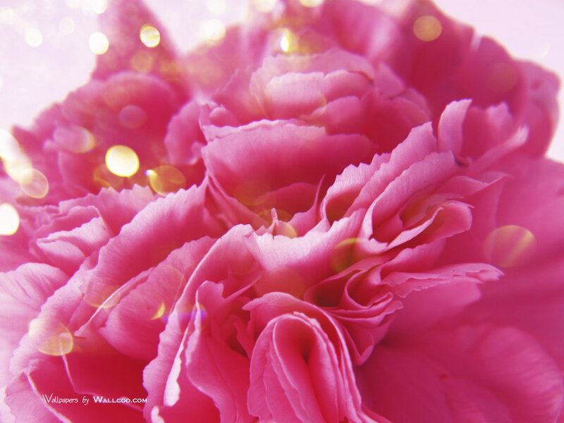 Pink Carnation Flower — Soft