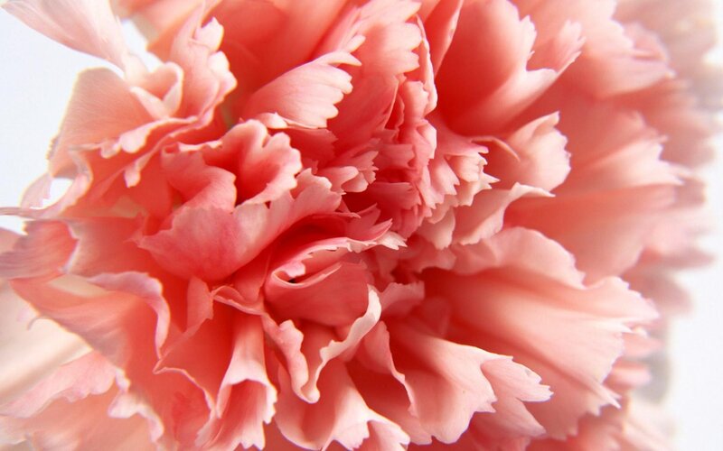 Pink Carnation Flower — White