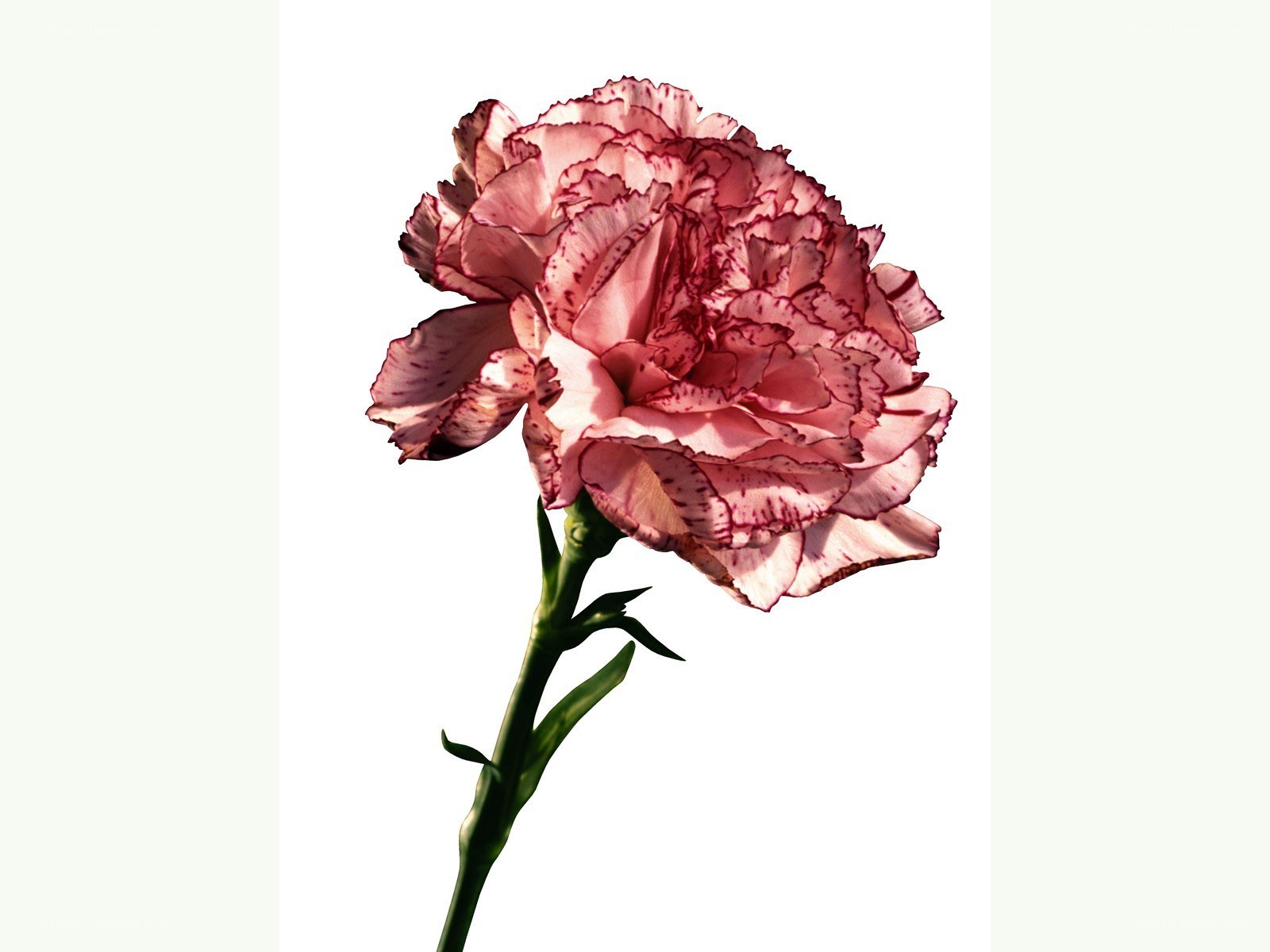 pink carnation flower