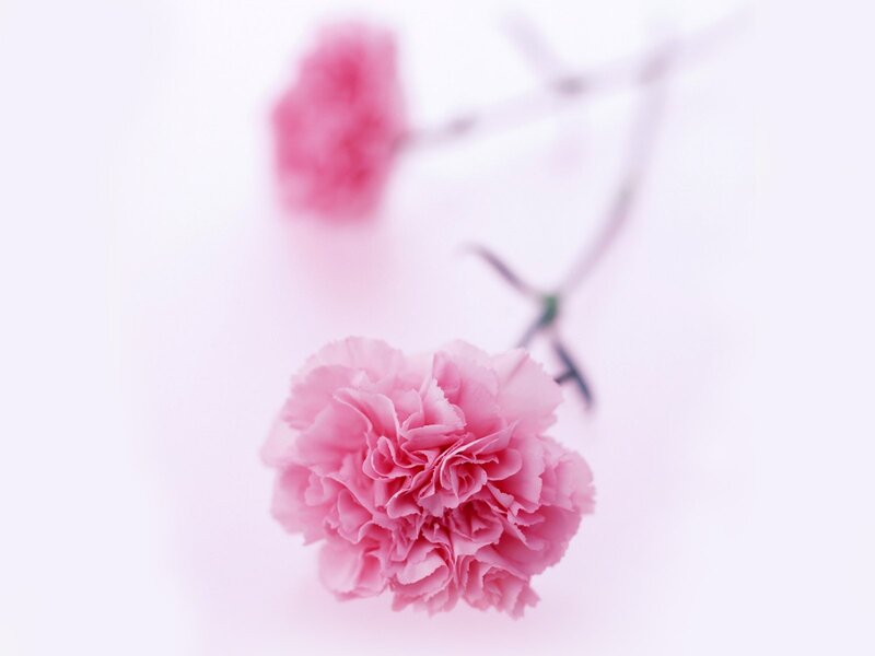 Pink carnation flowers