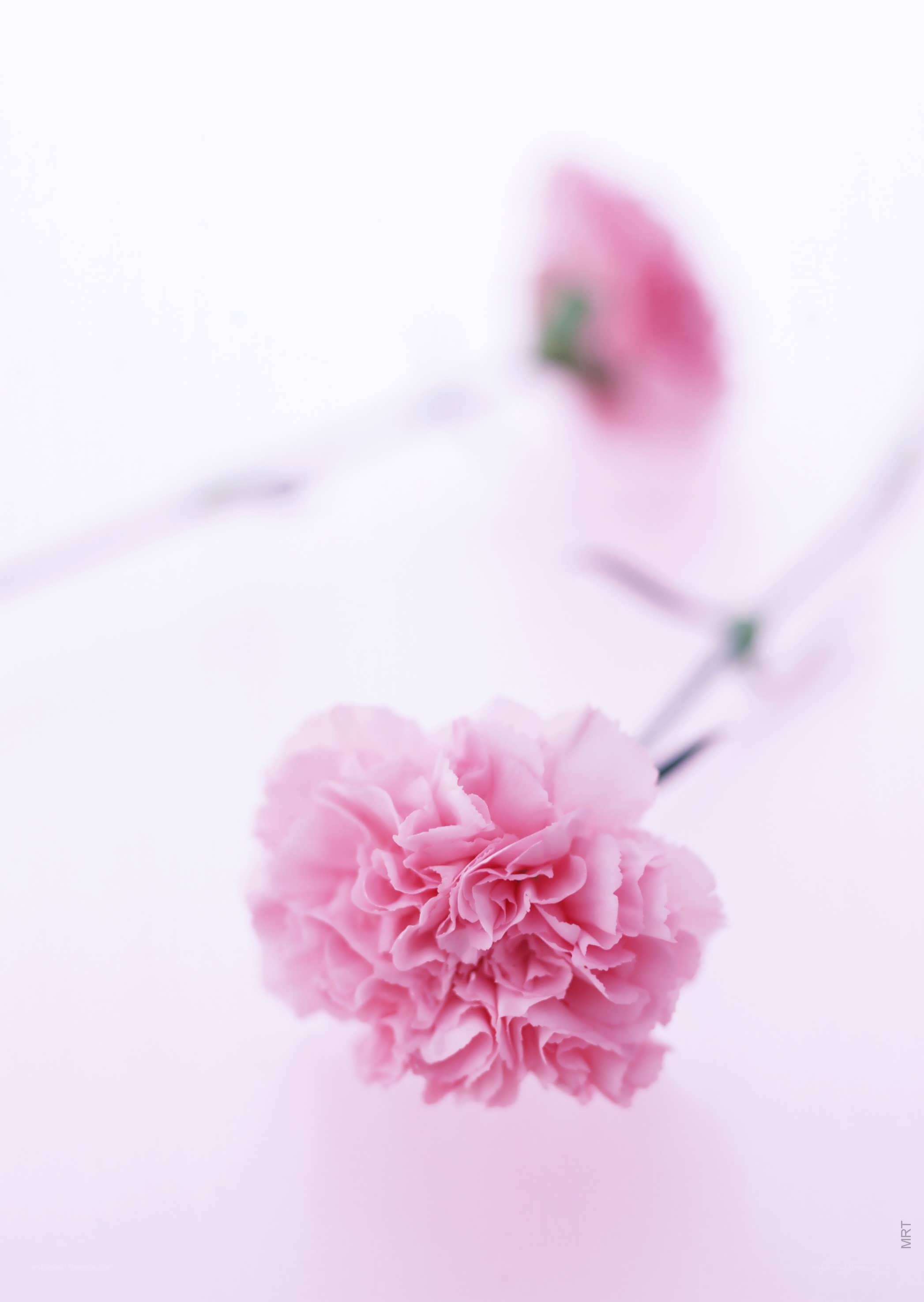 Pink carnation flowers
