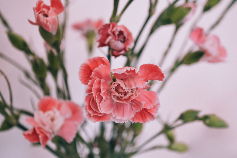 Pink Carnation Flowers — Calm, Photograph, Green Stems