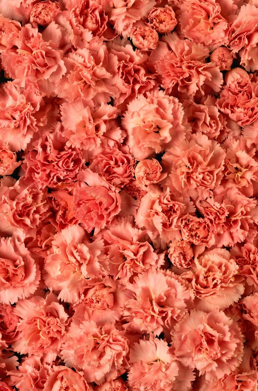 Pink Carnation Flowers — Calm, Photograph, Peach, Portrait