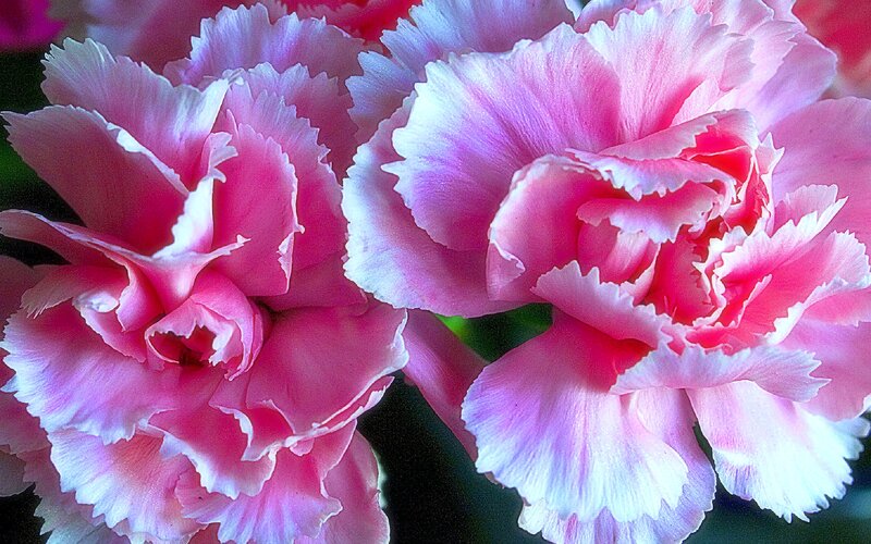 Pink Carnation Flowers — Calm, Photograph, Petals