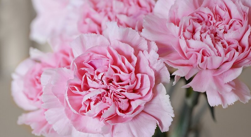 Pink Carnation Flowers — Calm, Photograph, Stems
