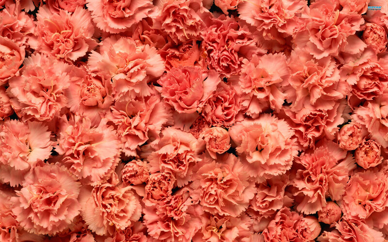 Pink Carnation Flowers — Calm, Photograph