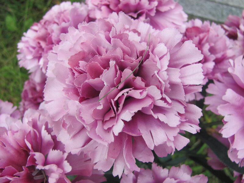 Pink Carnation Flowers — Calm