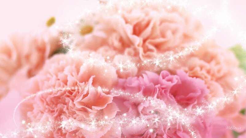 Pink Carnation Flowers — Dreamy