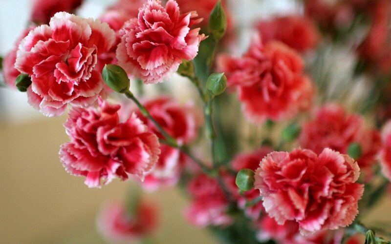 Pink Carnation Flowers — Red, Calm, Photograph