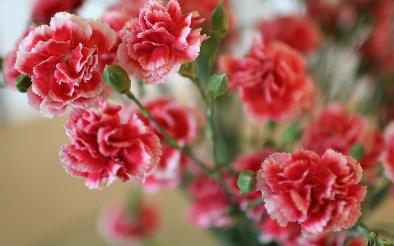 Pink Carnation Flowers — Red, Calm