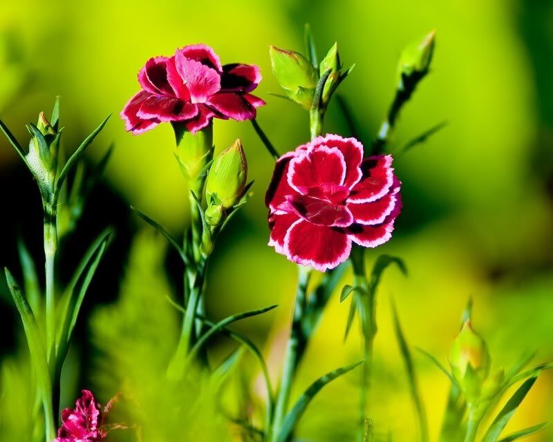 Pink Carnation Flowers — Red