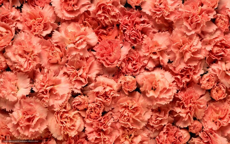 Pink carnation flowers