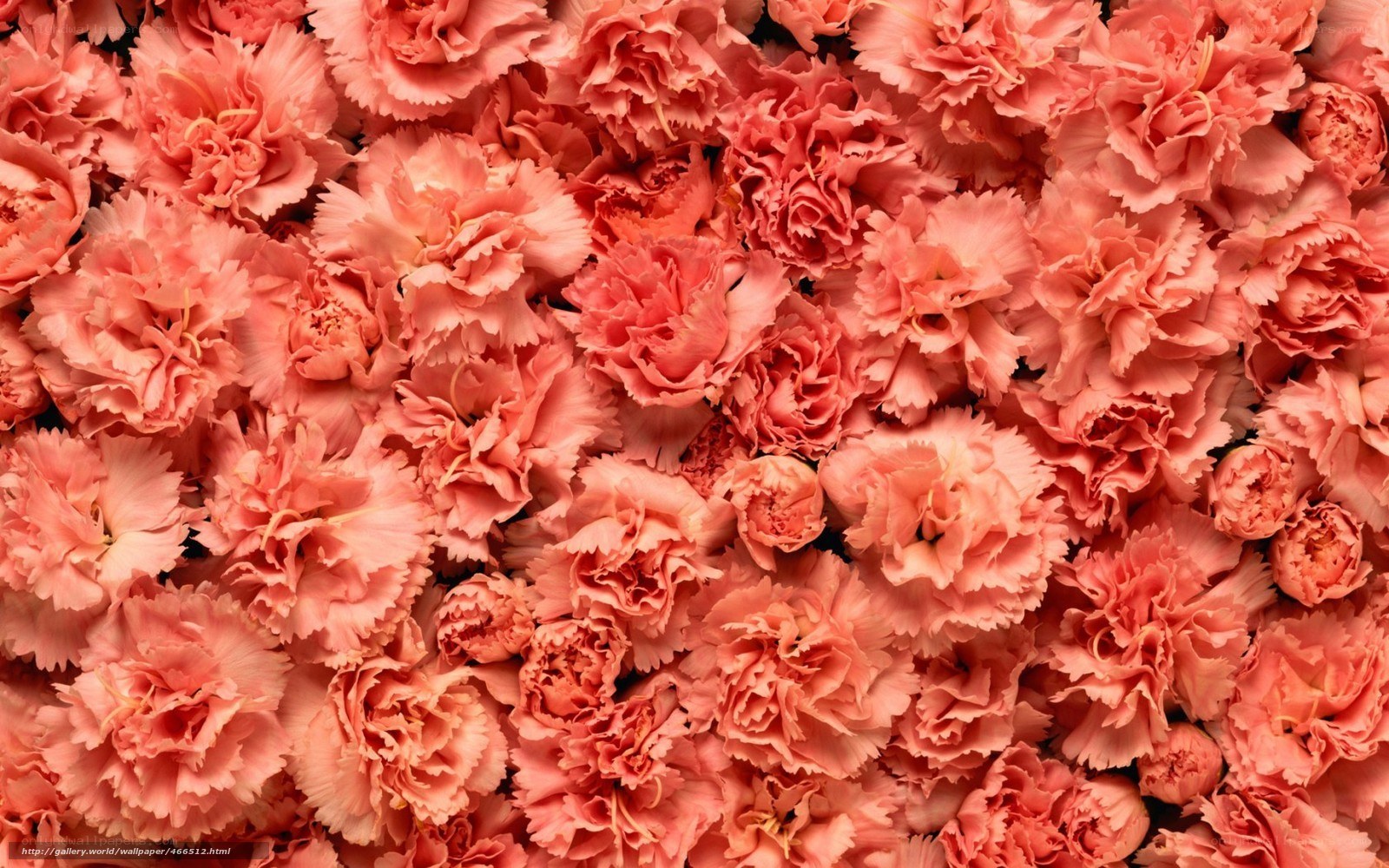 Pink carnation flowers