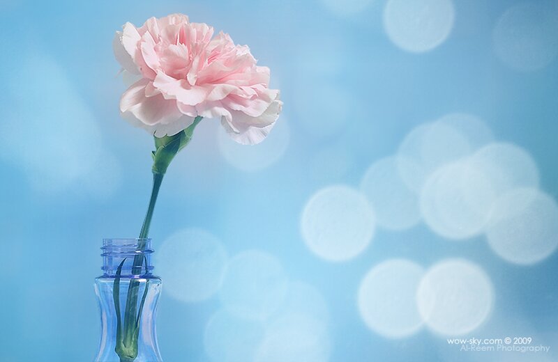 Pink Carnation in Bottle
