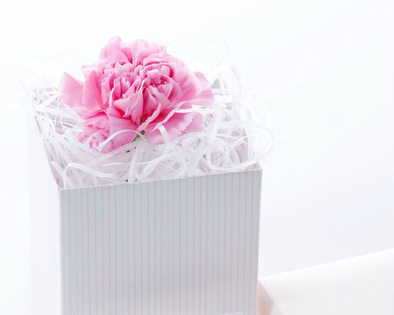 Pink Carnation in Box — Serene