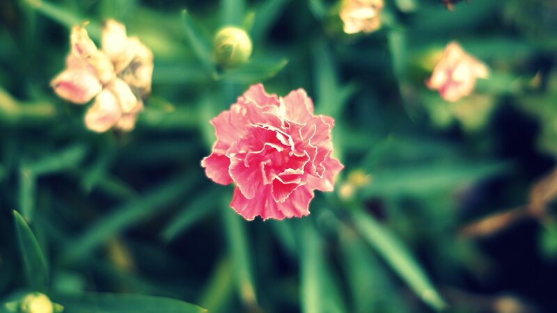 Pink carnation in garden