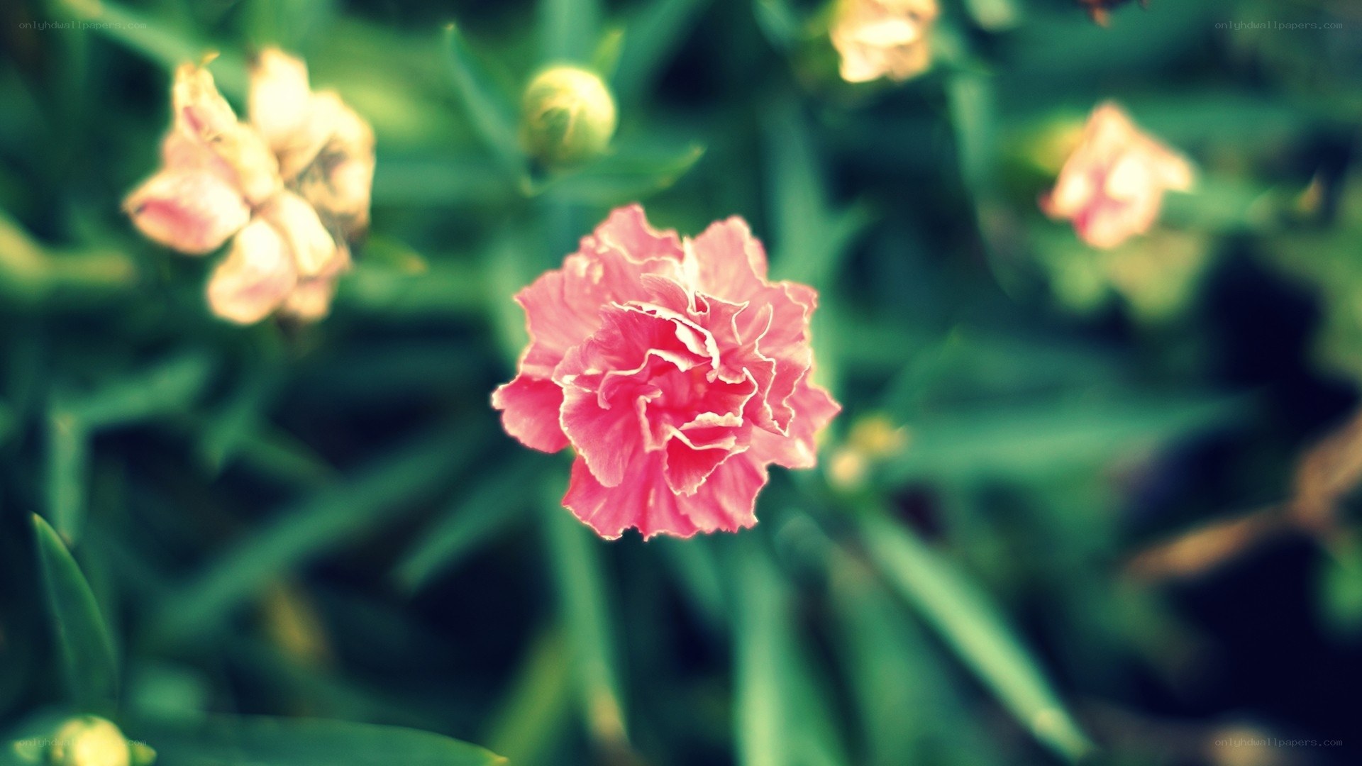 Pink carnation in garden