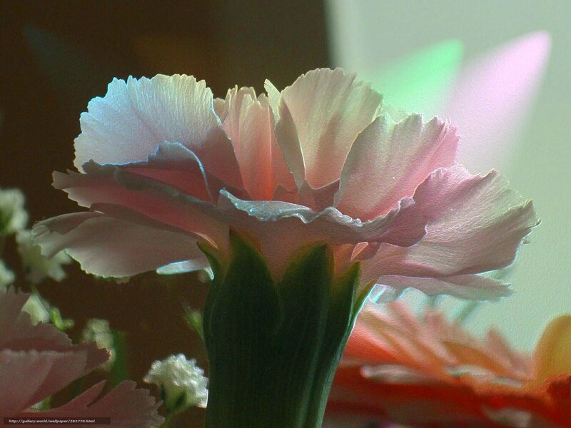 Pink carnation in soft light