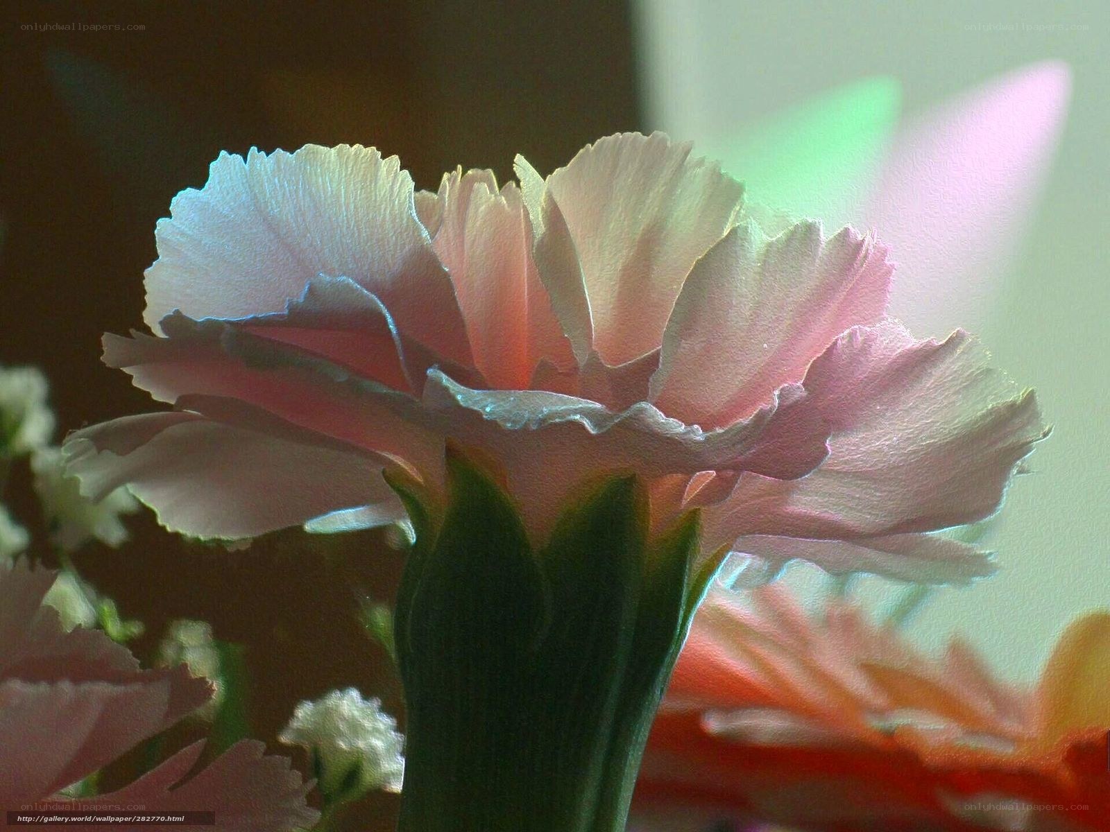 Pink carnation in soft light