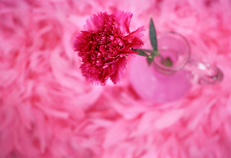 Pink Carnation in Vase — Calm