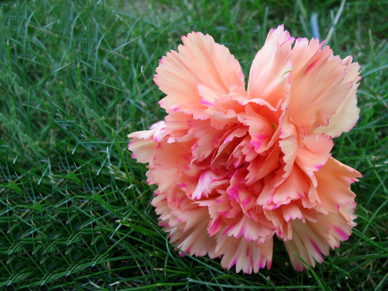 pink carnation on grass