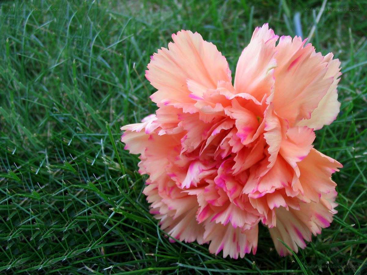 pink carnation on grass