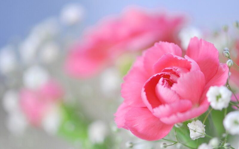 Pink carnation with baby's breath