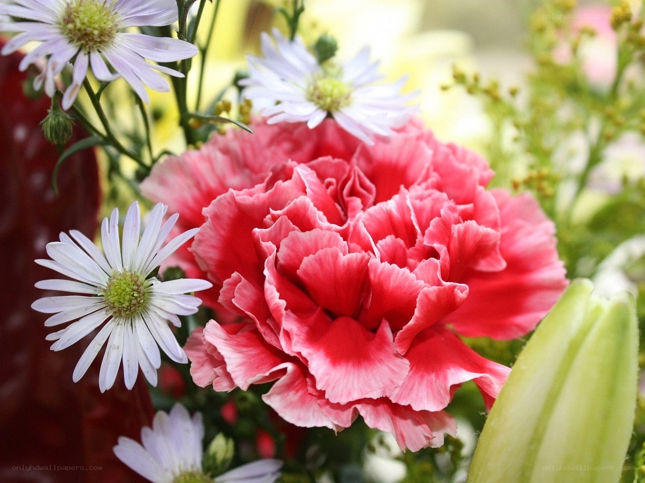 Pink carnation with daisies