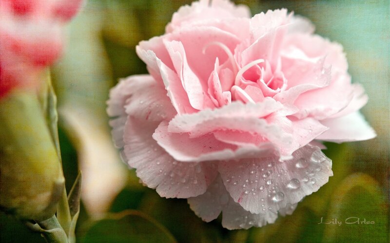 Pink carnation with dew drops