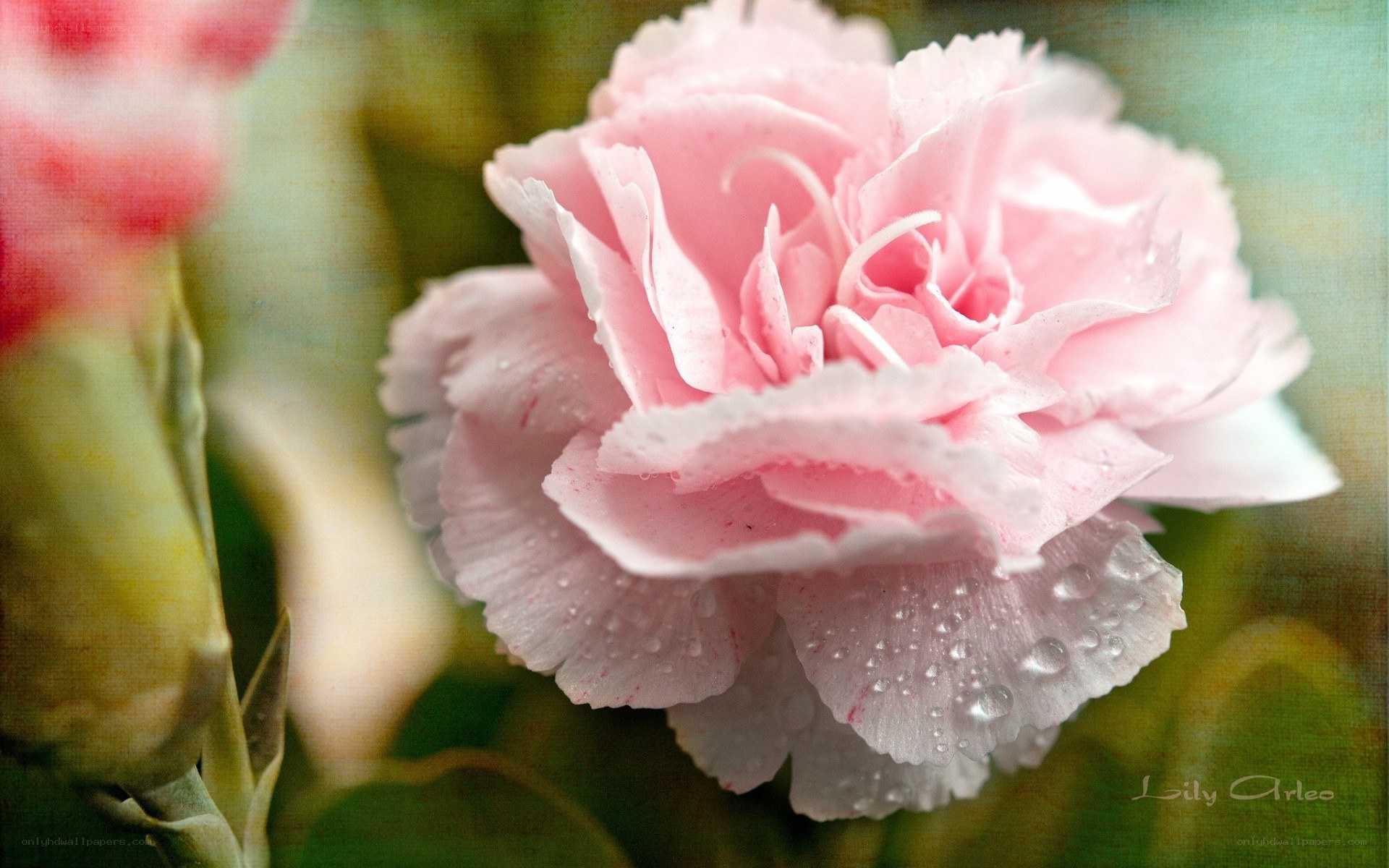 Pink carnation with dew drops