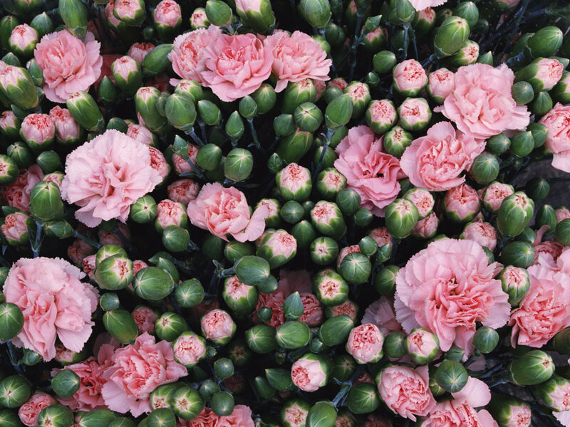 Pink Carnations and Buds