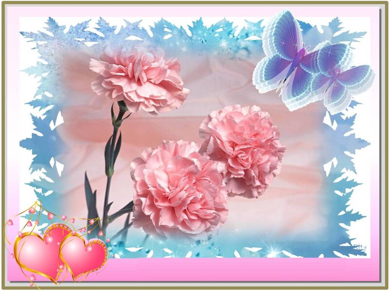 Pink Carnations and Butterfly